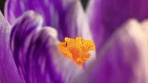 Macro flower timelapse saturated yellow Видео 87498966