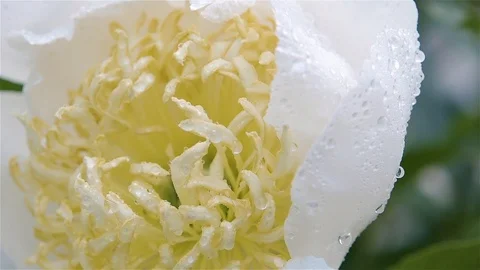 Macro flower under rain drops. White peony close-up under spray of water 動画素材 121144094