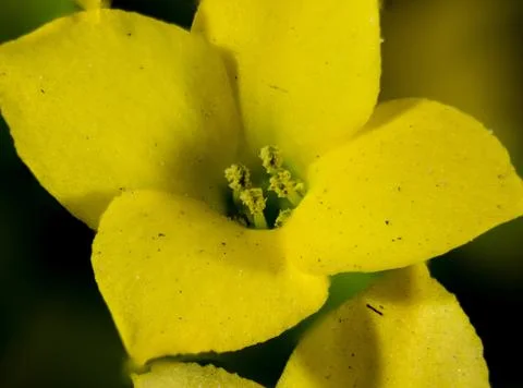 Macro flower view Stock Photos