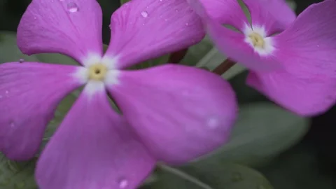 Macro of flower with water drops on a windy day Stock Footage 109434351