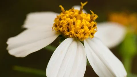Macro flower2 Stock Photos