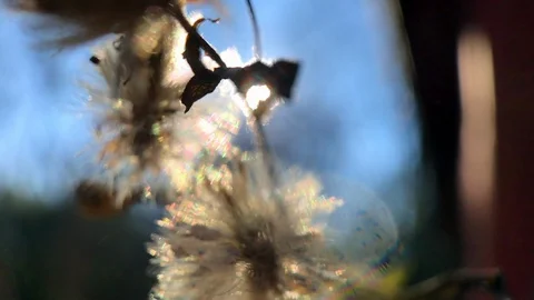 Macro Flowermoving in the breeze with sun flare Stock Footage 100604187