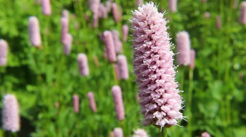 Macro - flowers and insects Video stock 38704378