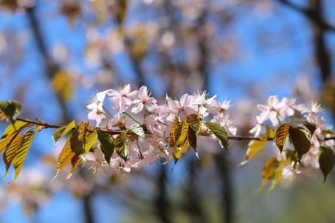 Macro flowers blooming cherry Stock Illustration