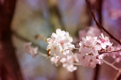 Macro flowers blooming cherry Illustrazione stock