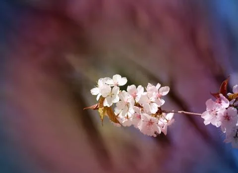 Macro flowers blooming cherry Stock Illustration