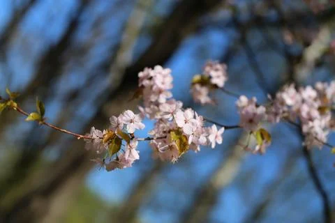 Macro flowers blooming cherry Illustrazione stock