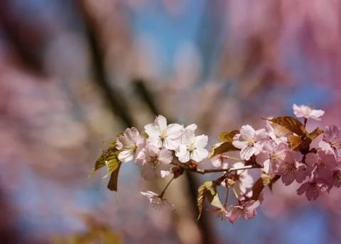Macro flowers blooming cherry Illustrazione stock