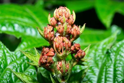 Macro flowers in the park Stock Photos