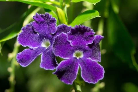 Macro flowers in the park Stock Photos