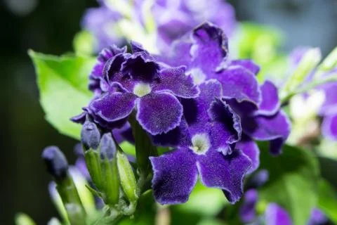 Macro flowers in the park Stock Photos