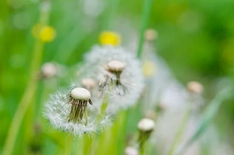 Macro Flowers Stock Photos