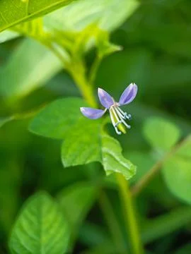 Macro flowers Stock Photos