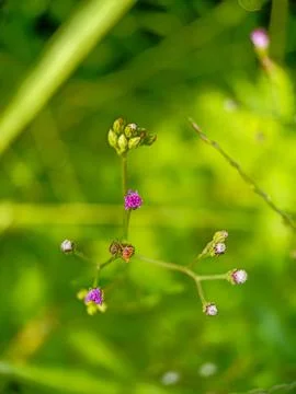Macro flowers Stock Photos