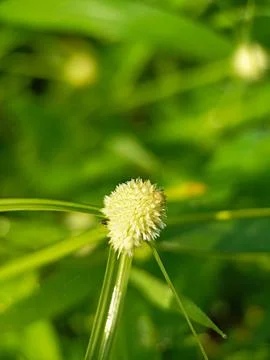 Macro flowers Stock Photos