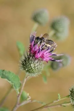 Macro fluffy Caucasian bee leafworm Megachile rotundata sitting on a flower Stockfoto's