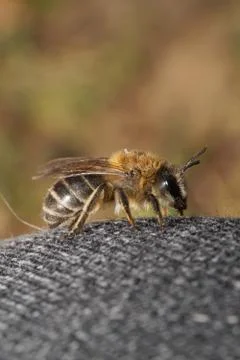 Macro of fluffy Caucasian bee Melecta albifrons on gray material Фото