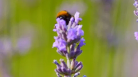 Macro fluffy cute bumble bees Slow motion feeding lavender plant Stock Footage 106772383