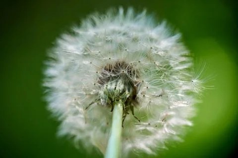 Macro. Fluffy dandelion flower inside. Big white dandelion close-up. Bottom v Stock Photos