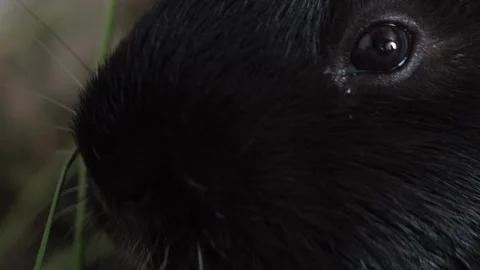 Macro. The fluffy guinea pig chews on juicy green stems on the lawn. Vídeos de archivo 278091771