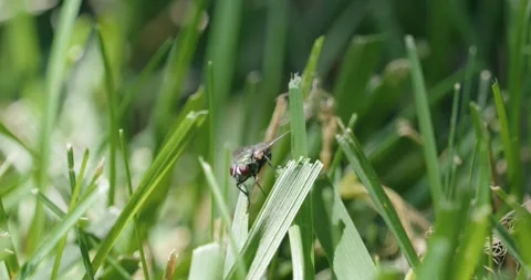 Macro of fly on a blade of grass Stock Footage 313100010