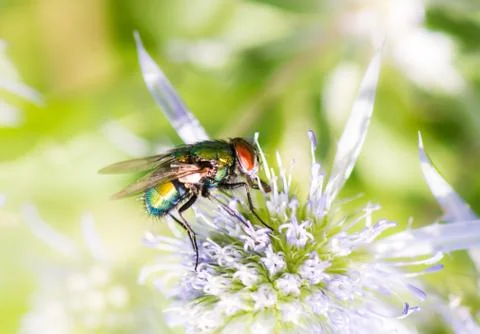 Macro of a fly on a blossom Stock Photos