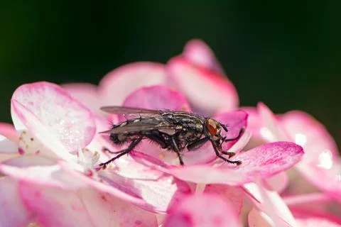 Macro of a fly on a blossom Stock Photos