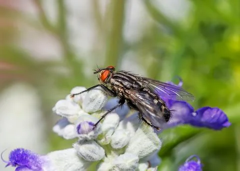 Macro of a fly on a blossom Stock Photos