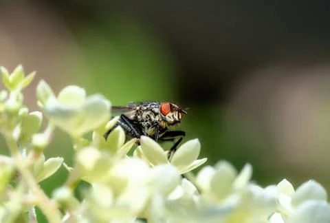 Macro of a fly on a blossom Stock Photos