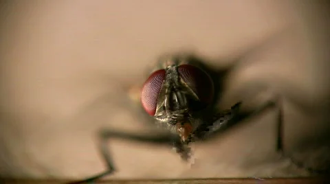 Macro fly cleaning front Video stock 401829