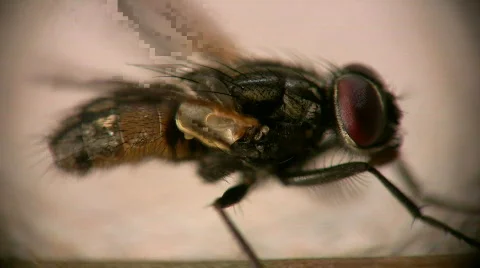 Macro fly cleaning loop  (side view) Video stock 401905