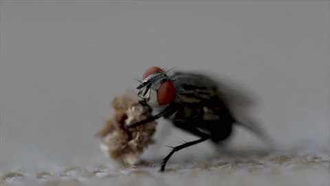 Macro fly close up fly eating. House fly eating food.  스톡 동영상 159752986