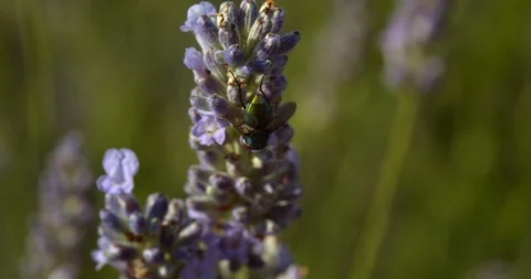 Macro on a Fly Crawling Down Lavender Plant Stock Footage 113148925