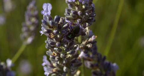 Macro on a Fly Crawling Up Lavender Plant Stock Footage 113148988