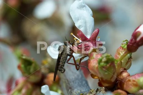 Macro of fly feeding on the flower Stock Photos
