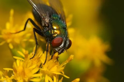 Macro of a fly on a flower Stock Photos