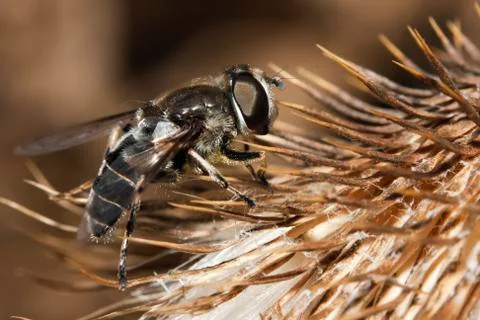 Macro of a fly on a flower Stock Photos
