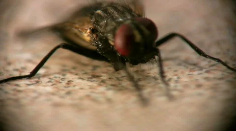 Macro fly focus rack Stock Footage 401839