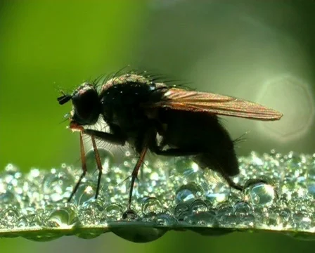 Macro, fly Vídeo Stock 669739