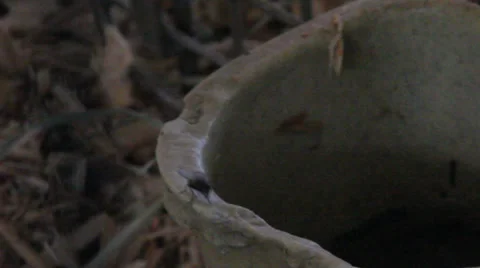 Macro Fly Stock Footage 27815606