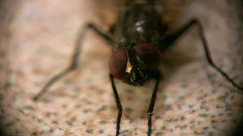 Macro fly front eyes Video stock 401826