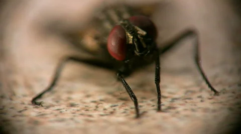 Macro fly front eyes moving Stock Footage 401856