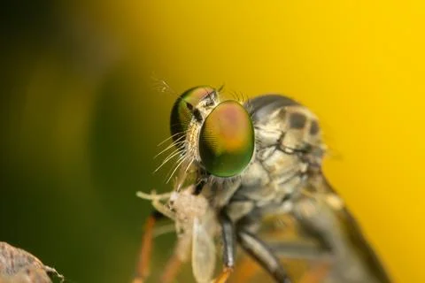Macro Fly With Green Compound Eyes Stock Photos