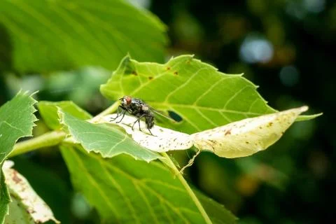 Macro of a fly on a green leaf Stock Photos