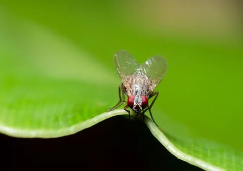 Macro fly on green leaf 스톡 사진