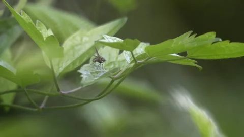 Macro of Fly Grooming Wings on Green Leaf - 4K Static Shot Vídeos de archivo 335254022