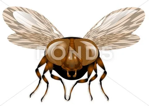 Macro fly Stock Illustration