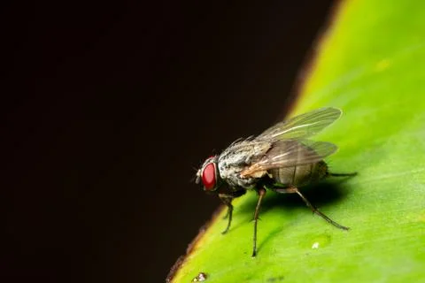 Macro fly on leaf Stock Photos