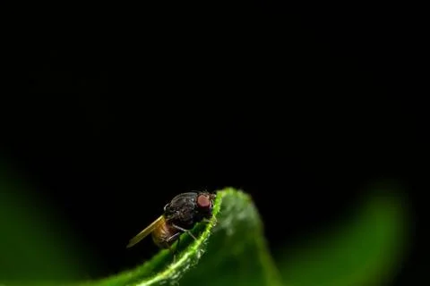Macro fly on leaf Stock Photos