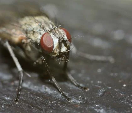 Macro fly 库存照片